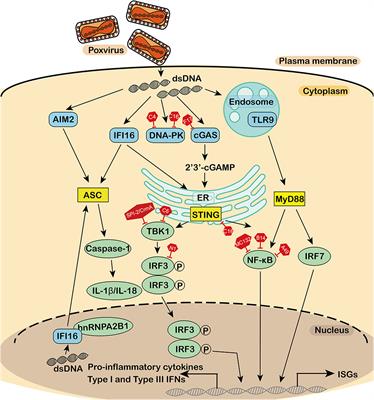 DNA-Sensing Antiviral Innate Immunity in Poxvirus Infection